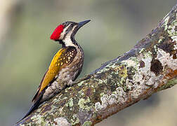 Black-rumped Flameback