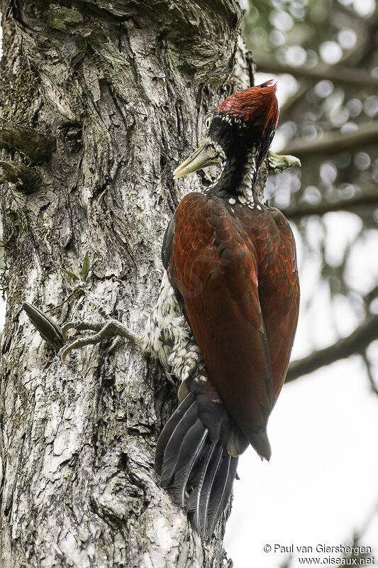 Crimson-backed Flameback male adult