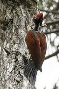 Crimson-backed Flameback