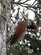 Crimson-backed Flameback