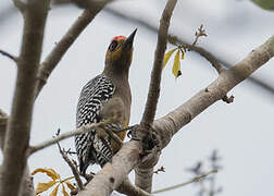 Golden-cheeked Woodpecker