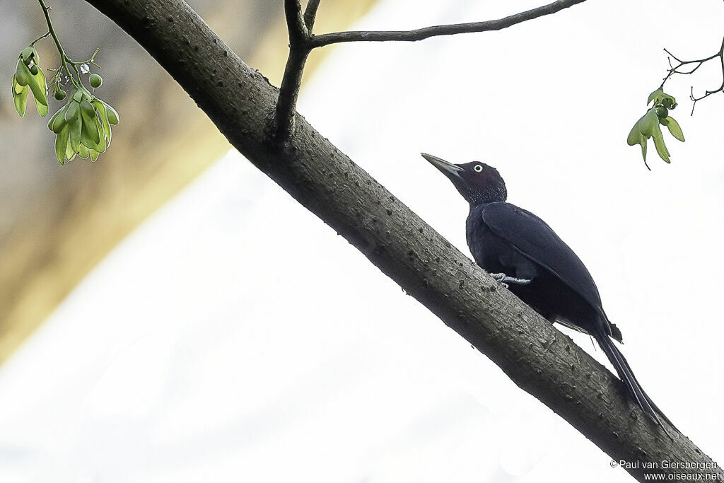 Northern Sooty Woodpeckeradult