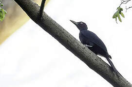 Northern Sooty Woodpecker