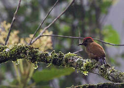 Smoky-brown Woodpecker