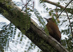 Smoky-brown Woodpecker