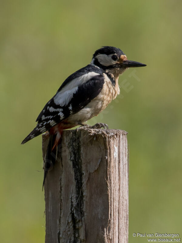 Great Spotted Woodpecker female adult