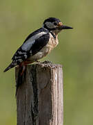 Great Spotted Woodpecker