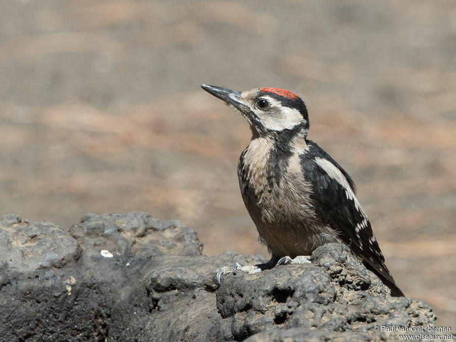 Great Spotted Woodpecker male juvenile