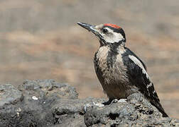 Great Spotted Woodpecker