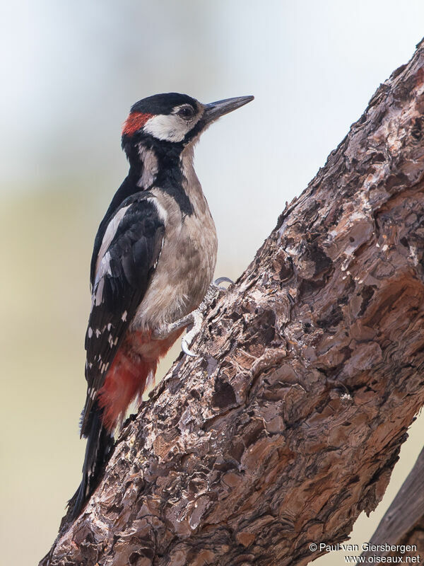 Great Spotted Woodpecker male adult