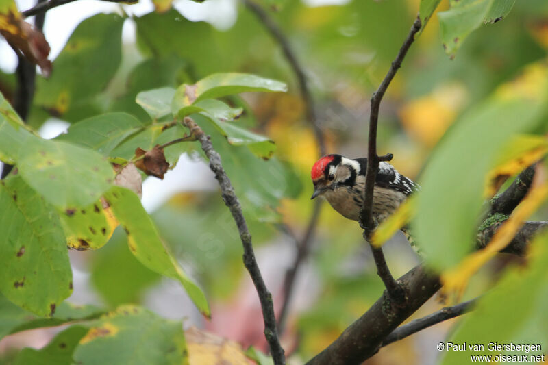 Lesser Spotted Woodpecker