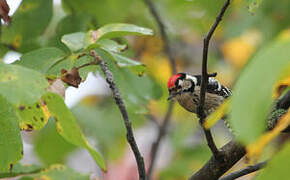 Lesser Spotted Woodpecker