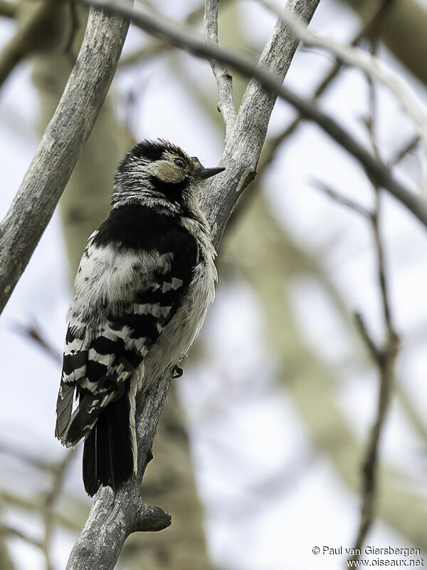 Lesser Spotted Woodpeckeradult