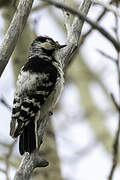 Lesser Spotted Woodpecker