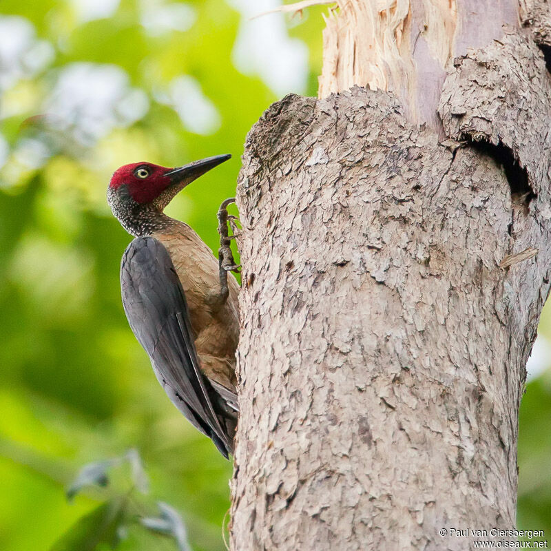 Ashy Woodpecker