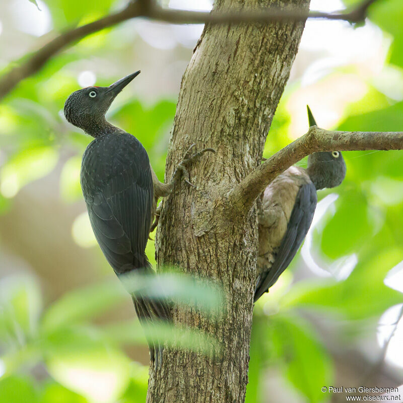 Ashy Woodpecker