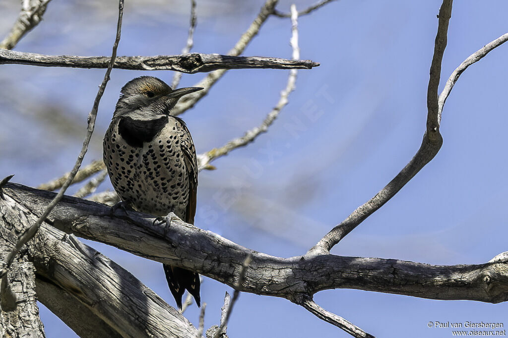 Northern Flickeradult