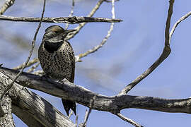 Northern Flicker