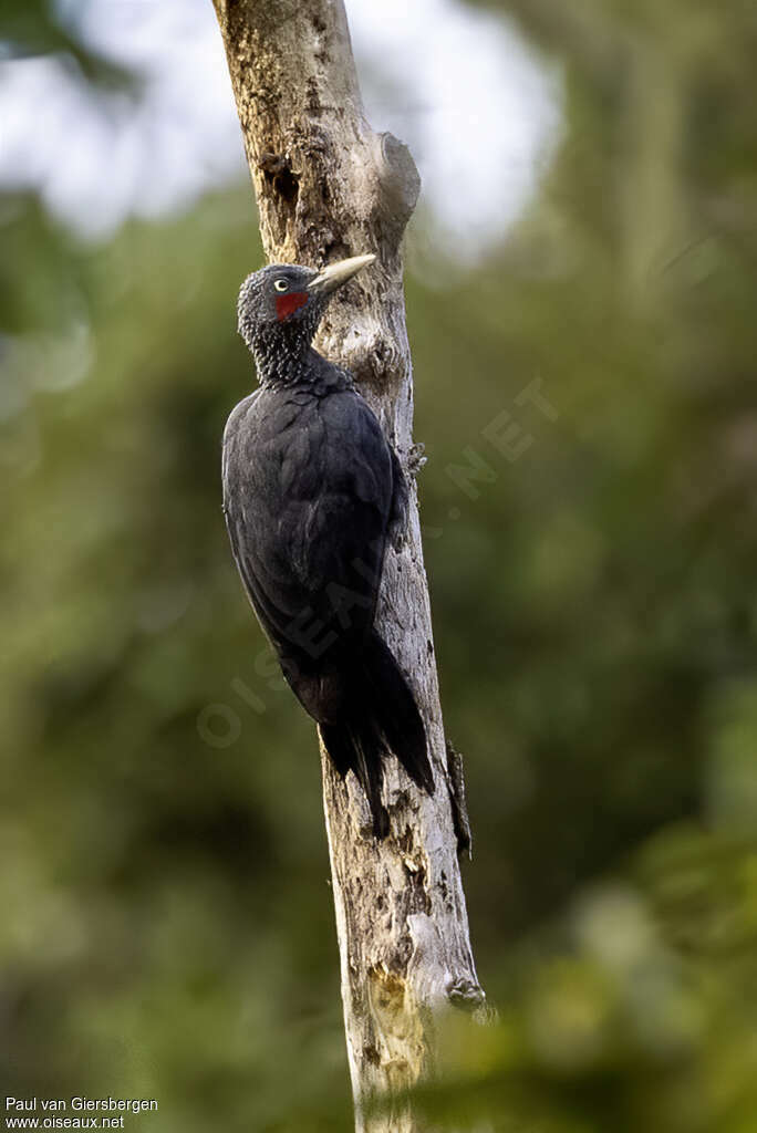 Southern Sooty Woodpecker male adult