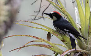 Acorn Woodpecker