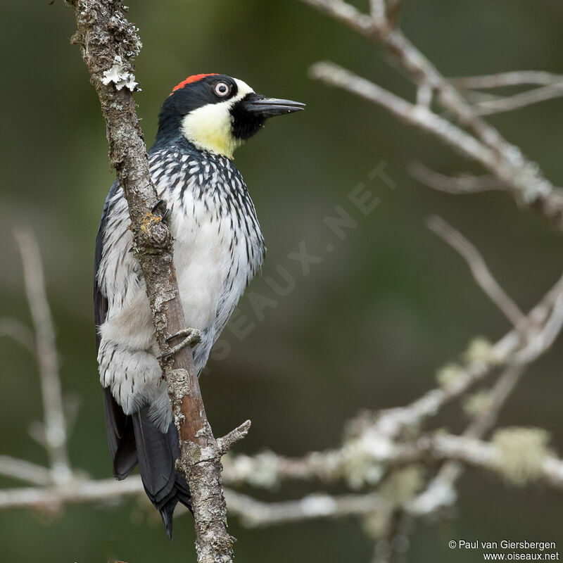 Acorn Woodpeckeradult