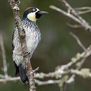 Acorn Woodpecker