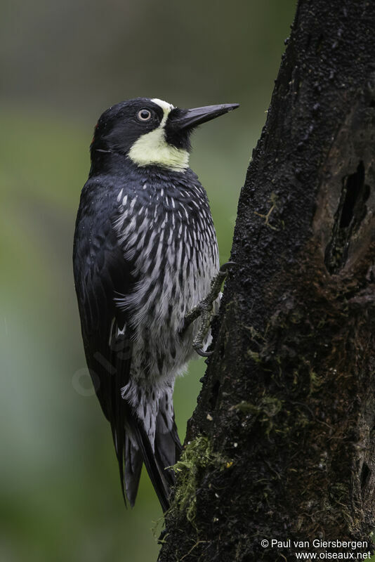 Acorn Woodpeckeradult