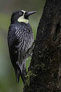 Acorn Woodpecker