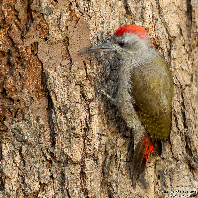 African Grey Woodpecker