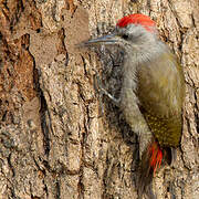 African Grey Woodpecker