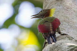 Checker-throated Woodpecker