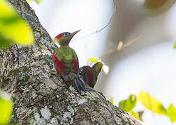 Crimson-winged Woodpecker