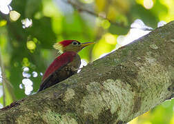 Crimson-winged Woodpecker