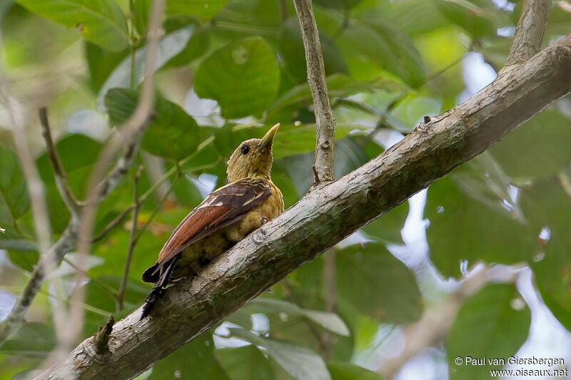 Cream-colored Woodpecker