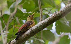 Cream-colored Woodpecker