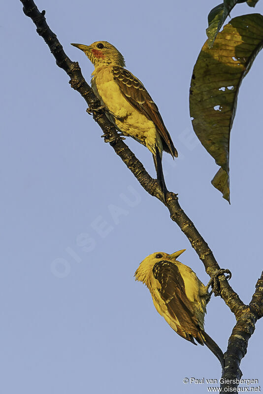 Cream-colored Woodpeckeradult