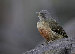 Ground Woodpecker