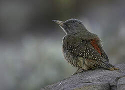 Ground Woodpecker