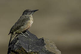 Ground Woodpecker