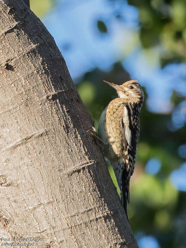 Yellow-bellied Sapsuckerjuvenile, identification