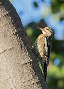 Yellow-bellied Sapsucker