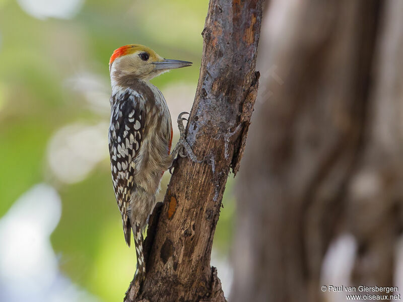 Yellow-crowned Woodpecker