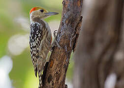 Yellow-crowned Woodpecker