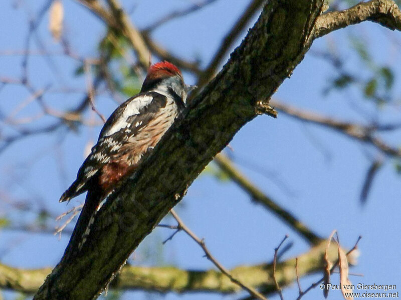 Middle Spotted Woodpeckeradult