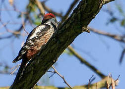 Middle Spotted Woodpecker