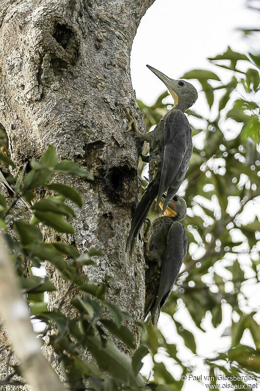 Great Slaty Woodpeckeradult