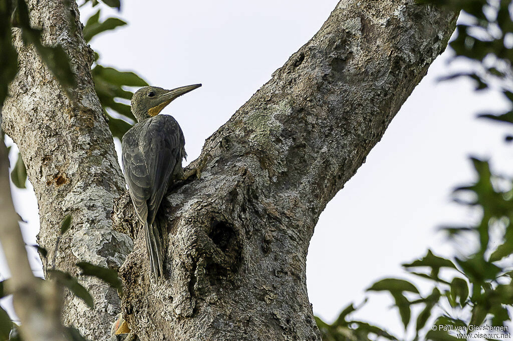 Great Slaty Woodpeckeradult