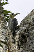 Great Slaty Woodpecker