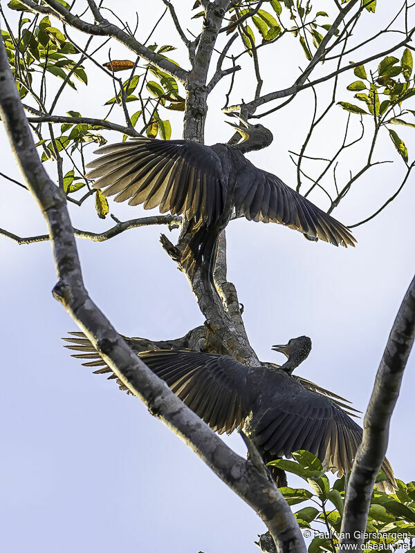 Great Slaty Woodpecker