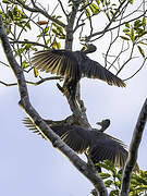 Great Slaty Woodpecker